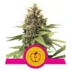 Epic Wholesale - Royal Queen Seeds