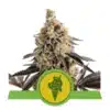 Epic Wholesale - Royal Queen Seeds Epic Wholesale - Royal Queen Seeds