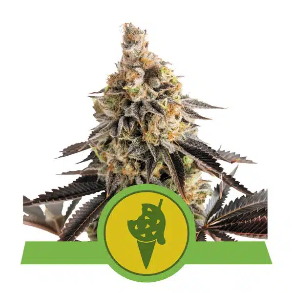 Epic Wholesale - Royal Queen Seeds