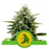 Epic Wholesale - Royal Queen Seeds