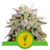 Epic Wholesale - Royal Queen Seeds