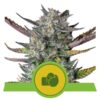 Epic Wholesale - Royal Queen Seeds