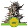 Epic Wholesale - Royal Queen Seeds
