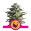 Epic Wholesale - Royal Queen Seeds