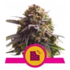 Epic Wholesale - Royal Queen Seeds