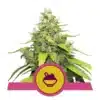 Epic Wholesale - Royal Queen Seeds Epic Wholesale - Royal Queen Seeds
