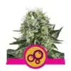 Epic Wholesale - Royal Queen Seeds