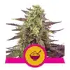 Epic Wholesale - Royal Queen Seeds
