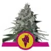 Epic Wholesale - Royal Queen Seeds