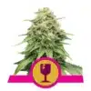 Epic Wholesale - Royal Queen Seeds