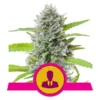 Epic Wholesale - Royal Queen Seeds