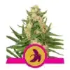 Epic Wholesale - Royal Queen Seeds