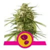 Epic Wholesale - Royal Queen Seeds