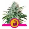 Epic Wholesale - Royal Queen Seeds Epic Wholesale - Royal Queen Seeds