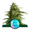 Epic Wholesale - Royal Queen Seeds