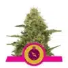 Epic Wholesale - Royal Queen Seeds