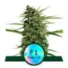 Epic Wholesale - Royal Queen Seeds
