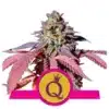 Epic Wholesale - Royal Queen Seeds