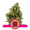 Epic Wholesale - Royal Queen Seeds Epic Wholesale - Royal Queen Seeds