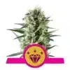 Epic Wholesale - Royal Queen Seeds