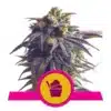 Epic Wholesale - Royal Queen Seeds