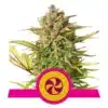 Epic Wholesale - Royal Queen Seeds