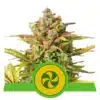 Epic Wholesale - Royal Queen Seeds