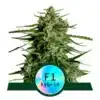 Epic Wholesale - Royal Queen Seeds Epic Wholesale - Royal Queen Seeds
