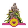 Epic Wholesale - Royal Queen Seeds