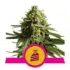 Epic Wholesale - Royal Queen Seeds