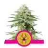 Epic Wholesale - Royal Queen Seeds