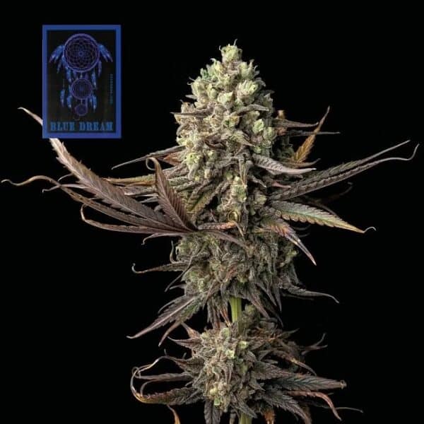 Epic Wholesale - Seedsman Seeds