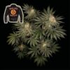 Epic Wholesale - Seedsman Seeds