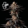 Epic Wholesale - Seedsman Seeds