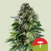 Epic Wholesale - Royal Queen Seeds
