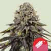 Epic Wholesale - Royal Queen Seeds