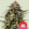 Epic Wholesale - Royal Queen Seeds