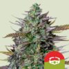 Epic Wholesale - Royal Queen Seeds