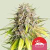 Epic Wholesale - Royal Queen Seeds