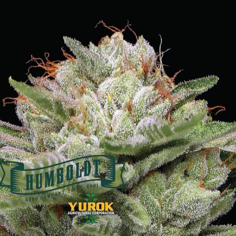 Humboldt
