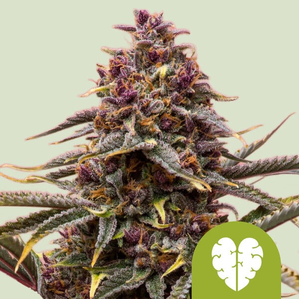 Epic Wholesale Seeds - Royal Queen