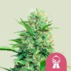 Epic Wholesale Seeds - Royal Queen