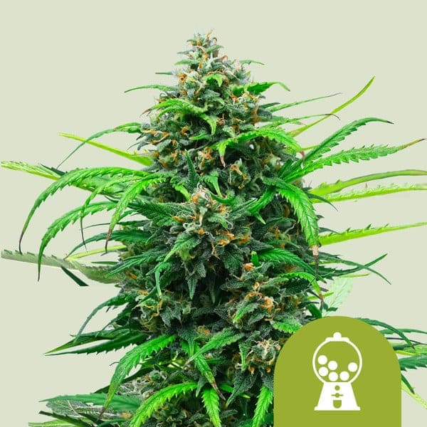 Epic Wholesale Seeds - Royal Queen