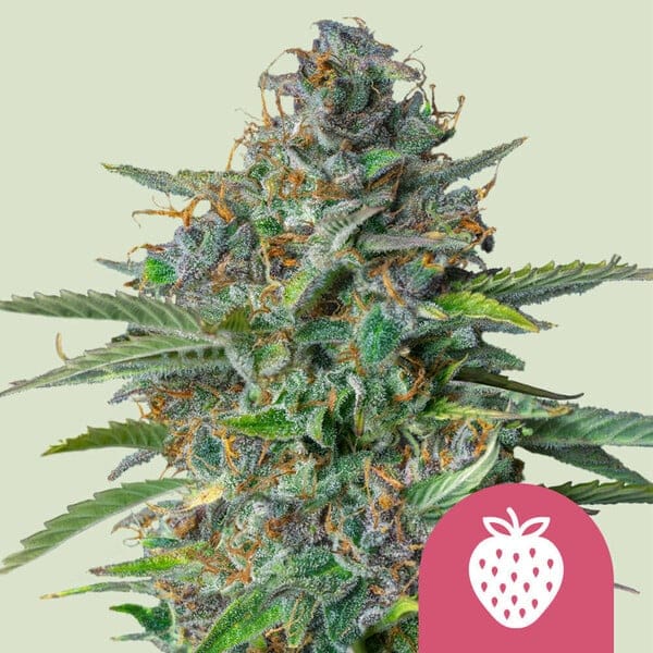Epic Wholesale Seeds - Royal Queen