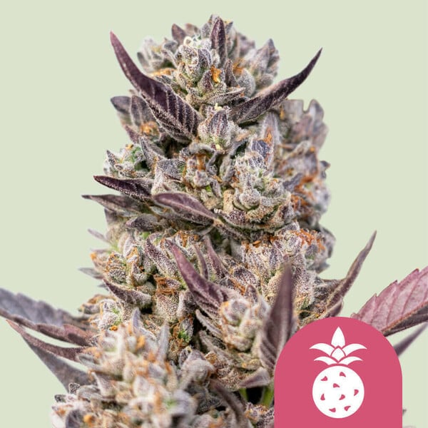 Epic Wholesale Seeds - Royal Queen