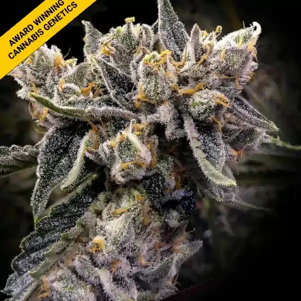 DNA GENETICS BRUISED BANANAS