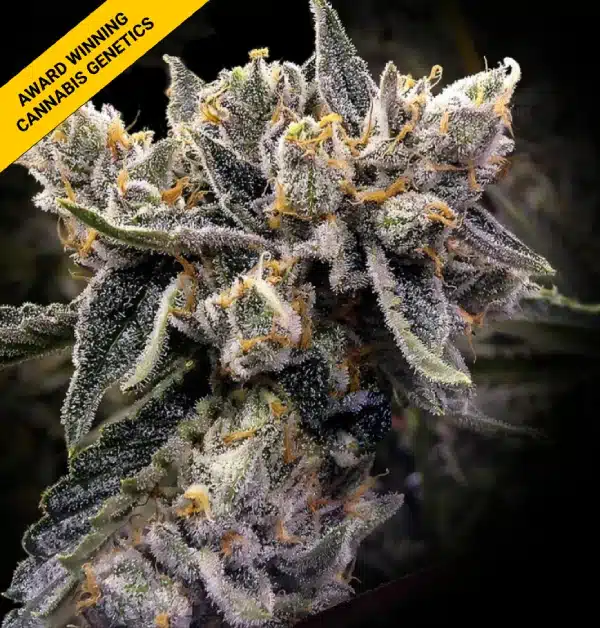 DNA GENETICS BRUISED BANANAS DNA GENETICS BRUISED BANANAS