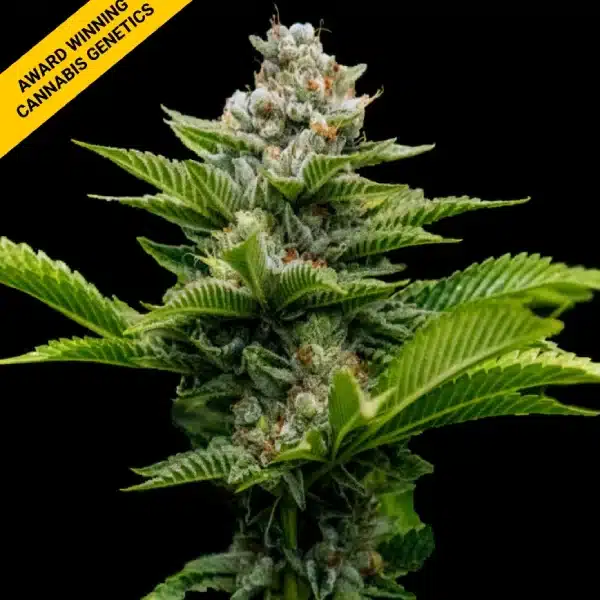 DNA GENETICS CHALLAH CAKE