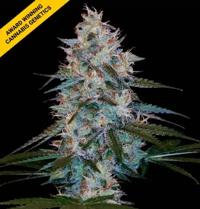 DNA GENETICS CHOCOLOPE