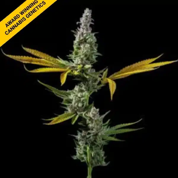 DNA GENETICS STRAWBERRY BANANA